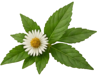 Bhringaraj